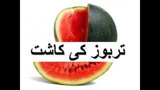Tarbooz Ki Kasht - Watermelon Production Technology- تربوز کی کاشت