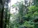 tarzan swing2
