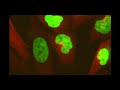 Introducci�n a la Biolog�a de C�ncer