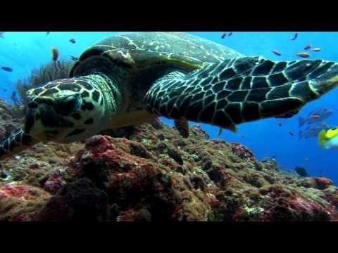 Oxygene - Oxygene - The Ocean (remix)