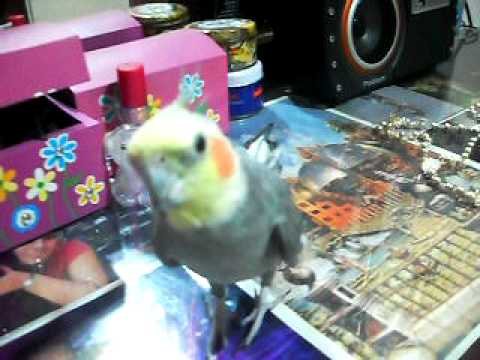 Cacatua ninfa hablando