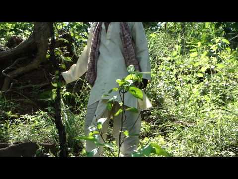 Pankaj Oudhia's Healing Herbs: Revitalization of Pancreas and Diabetes Management-cc6009a