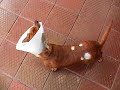 Perrita Salchicha parab�lica