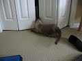 Oreo can open doors