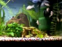 Corydoras Melini, Otocinclus Affinis und Ancistrus Spec.