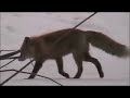 ????? Vulpes vulpes schrencki