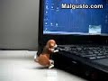 perro usb perro usb