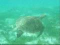 videos de TOBAGO CAYS