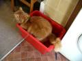 videos de Sick Kitty Freakazoid 034.avi