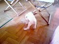 filhote de boxer branco femea grande
