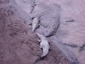 Crocodiles eating KFC