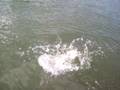 un brochet de 90 cm au spinner bait