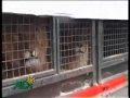stop circus suffering including uk footage