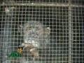 stop circus suffering including uk footage