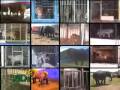 stop circus suffering including uk footage