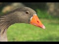 Dustball Mr Goose PSP Commercial american tv spot tvcm