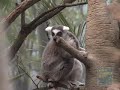 Ring-Tailed Lemurs at the Bronx Zoo