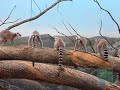 Ring-Tailed Lemurs at the Bronx Zoo