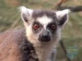 Ring-Tailed Lemurs at the Bronx Zoo