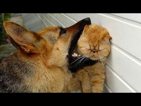 Animals Can Be Stupid Compilation 2014!