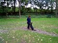 Lola retrieving over the hurdle