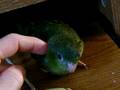 linnie cuddles