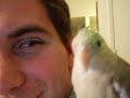 Cockatiel's Sign of Affection