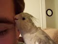 cockatiels-sign-of-affection.html