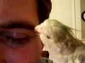 Cockatiel's Sign of Affection