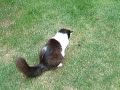 Pickle the Maine Coon Cat with a Vole Pickle the Maine Coon Cat with a Vole