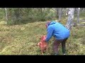 Apport - Golden retriever Apport - Golden retriever