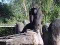Gorilla buddies at Audubon Zoo