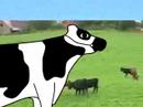A holstein cow sings about the support that all moo cows share for Barack Obama for President.  Don't listen to the llama.  Vote Barack Obama!