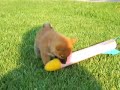 Shiba Inu Guitar Hero Puppy Guitar lesson