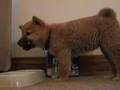 Shiba Inu Guitar Hero Puppy Guitar lesson
