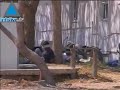 Iran-s-Growing-Invol