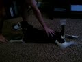 Sam the doggie