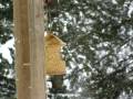 YouTube - Chickadees 2... Smithers BC, 9 Jan 08