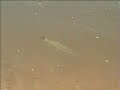 Pesca de Tucunar�