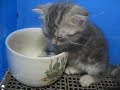 [ネコ]睡魔に心が折れそうな子猫がカワイイ。のサムネイル