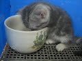 [ネコ]睡魔に心が折れそうな子猫がカワイイ。のサムネイル2