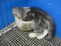 [ネコ]睡魔に心が折れそうな子猫がカワイイ。のサムネイル3