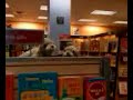 funny-seal-puppet.html