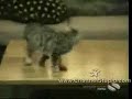 Really Stupid Cats Really Stupid Cats
