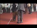 BEST IN SHOW CACIB ZAGREB 25 11 2006 BEST IN SHOW CACIB ZAGREB 25 11 2006