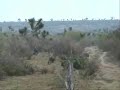 javali de sorpresa