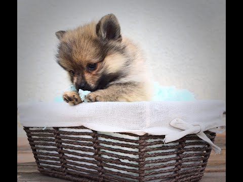 2 months old pomeranian puppy