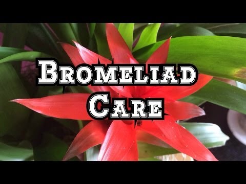 how to transplant guzmania