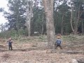 felling a Eucalyptus 120ish feet.Euc Reforestation