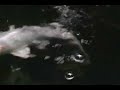 One Minute of Koi One Minute of Koi